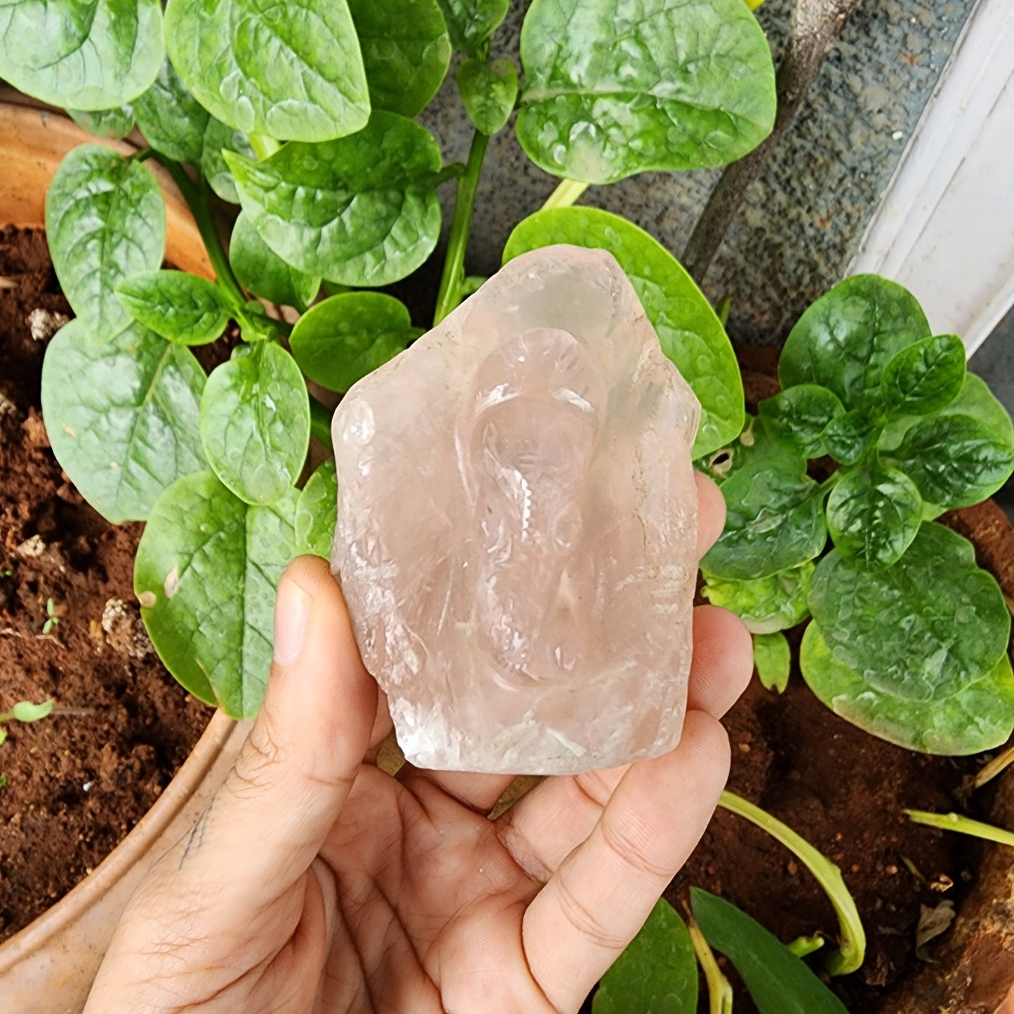 Rose Quartz raw carved Ganesha