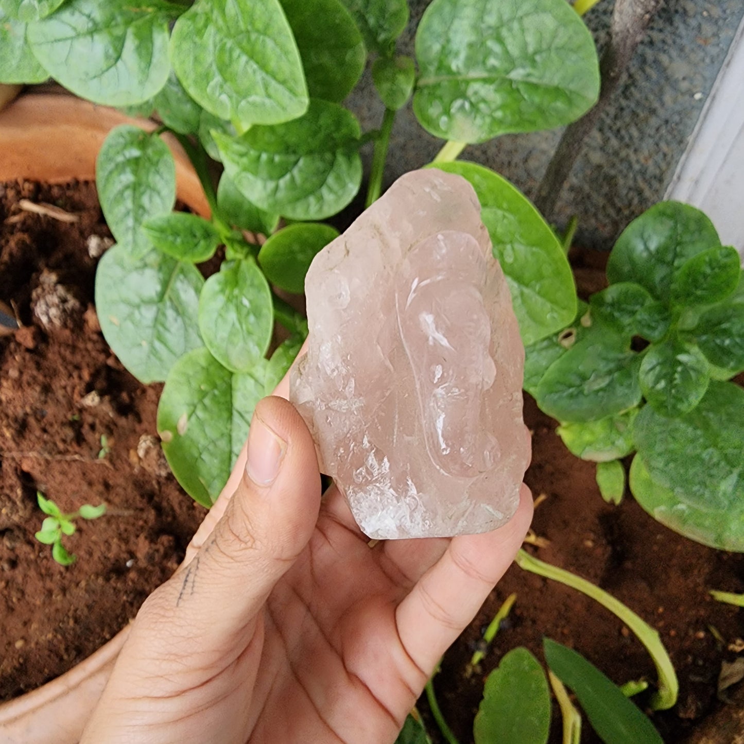 Rose Quartz raw carved Ganesha