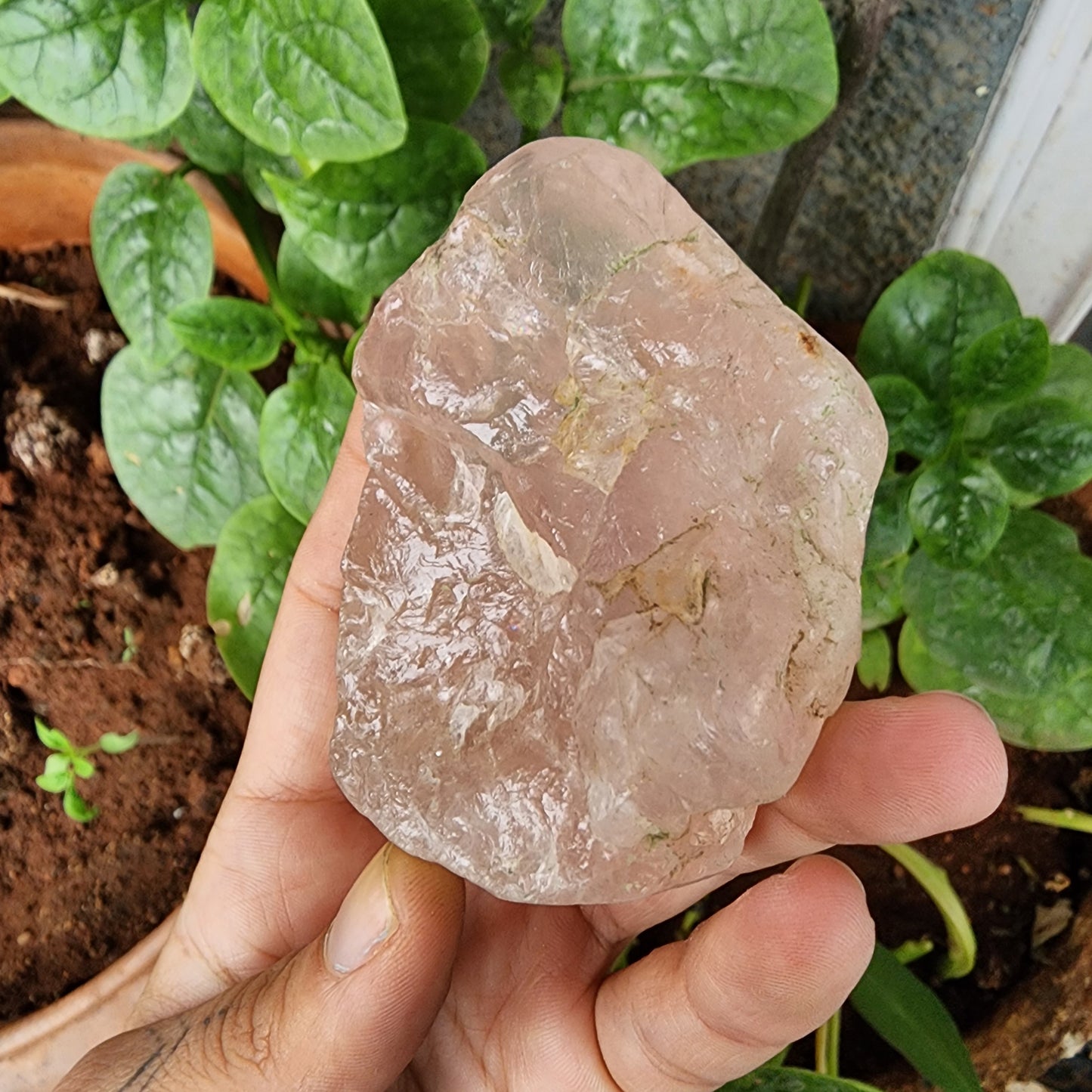 Rose Quartz raw carved Ganesha