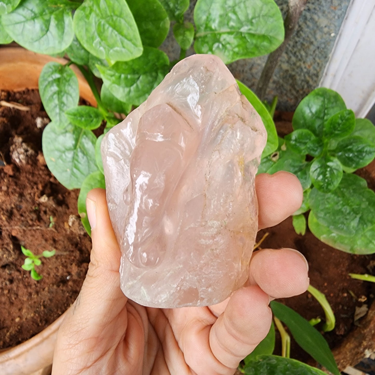 Rose Quartz raw carved Ganesha