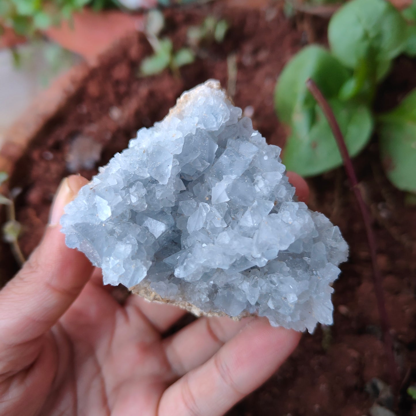 CELESTITE Raw