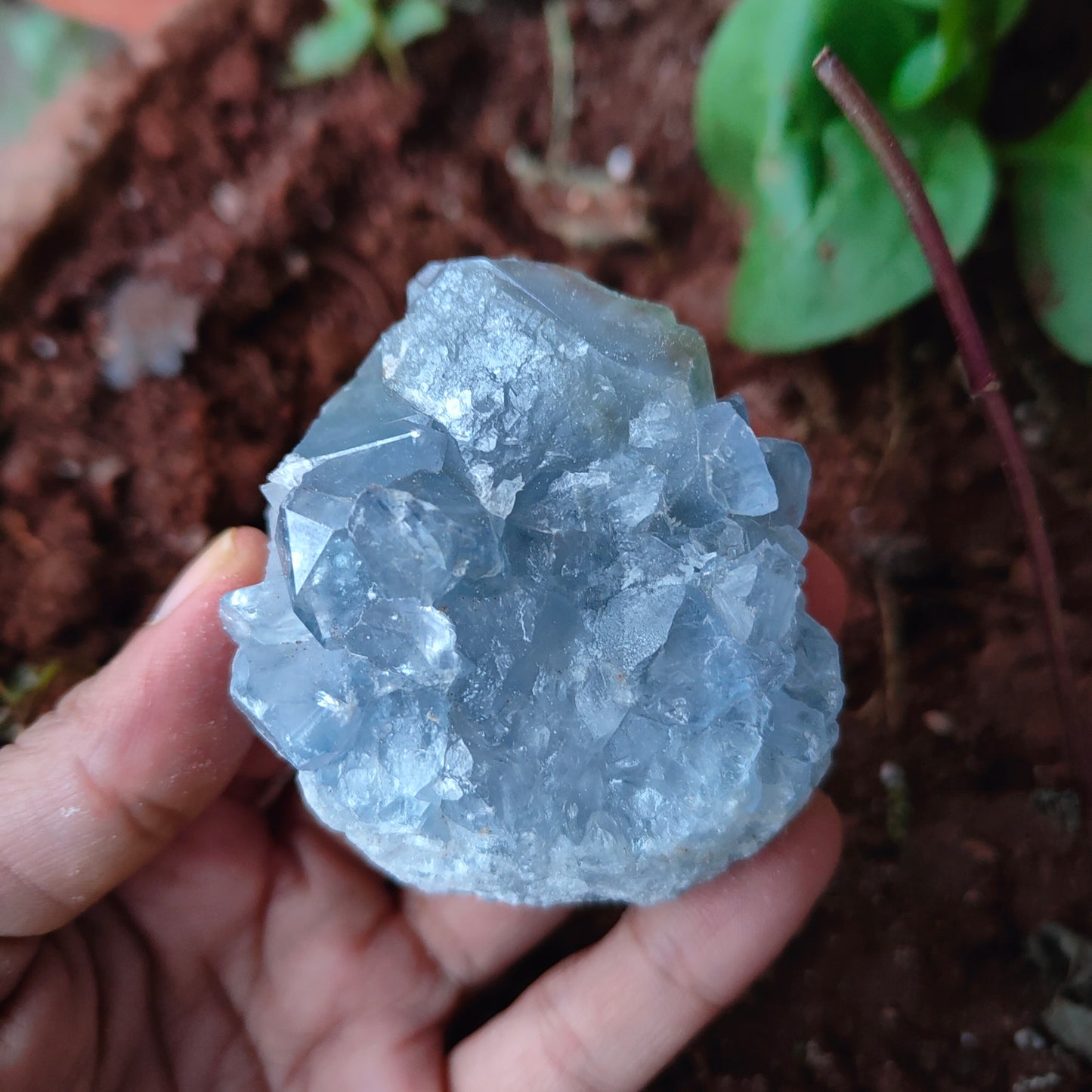 CELESTITE Raw