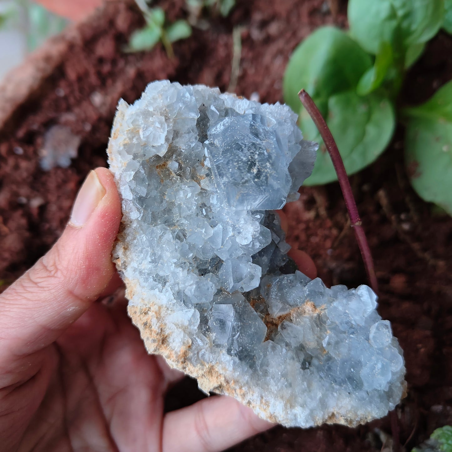 CELESTITE Raw