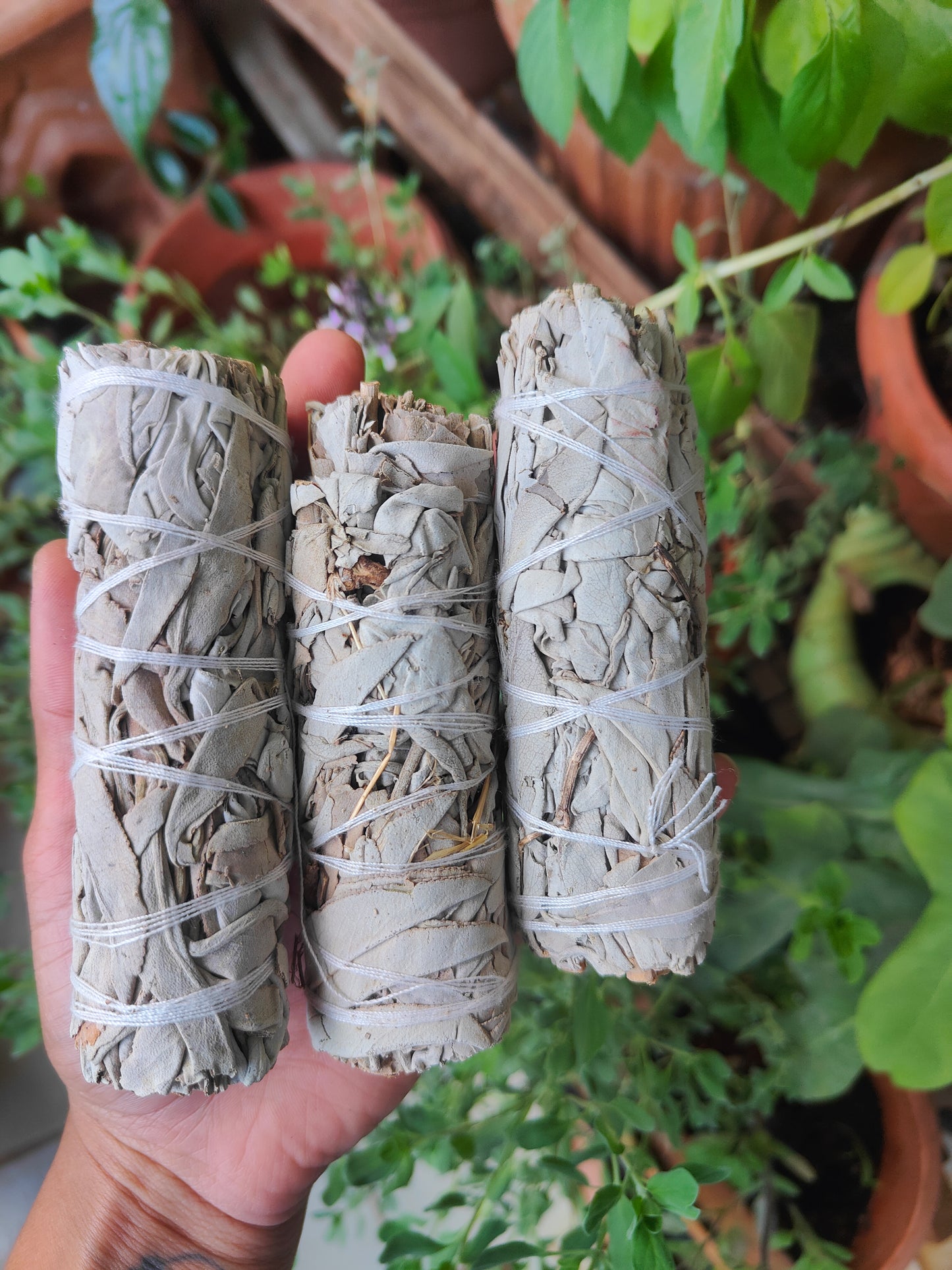 California White Sage for cleansing