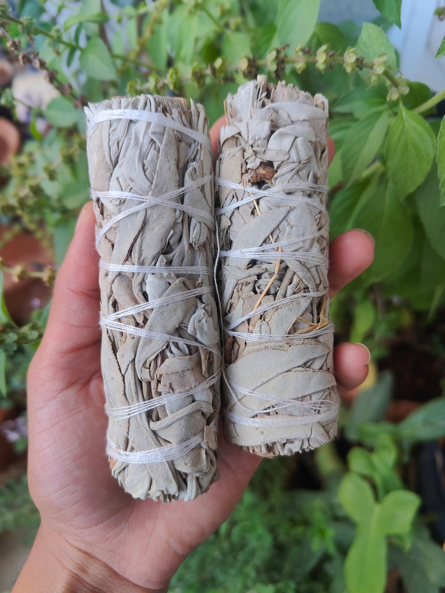 California White Sage for cleansing