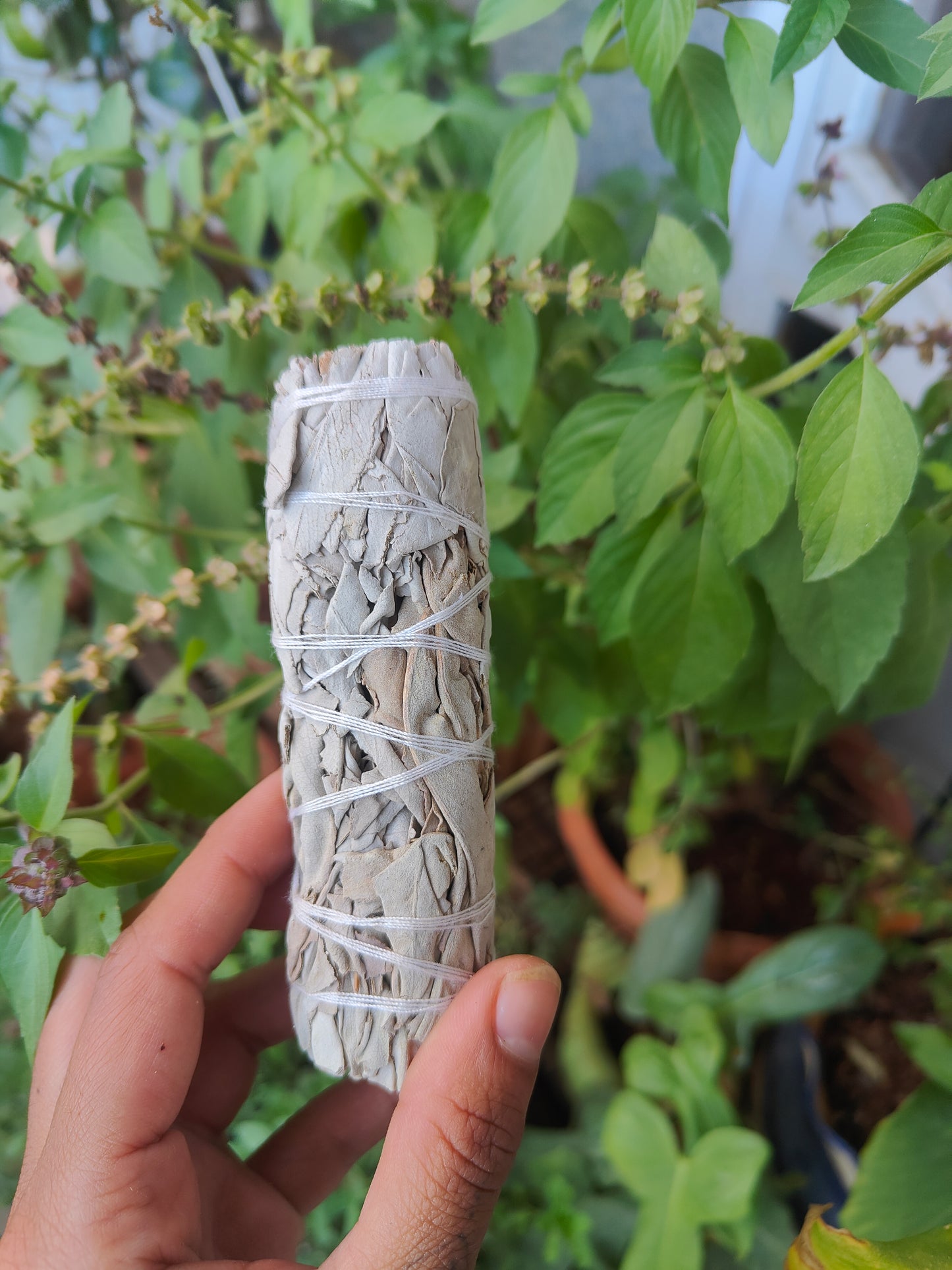 California White Sage for cleansing